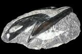 Polished Orthoceras (Cephalopod) Fossils - Morocco #96617-1